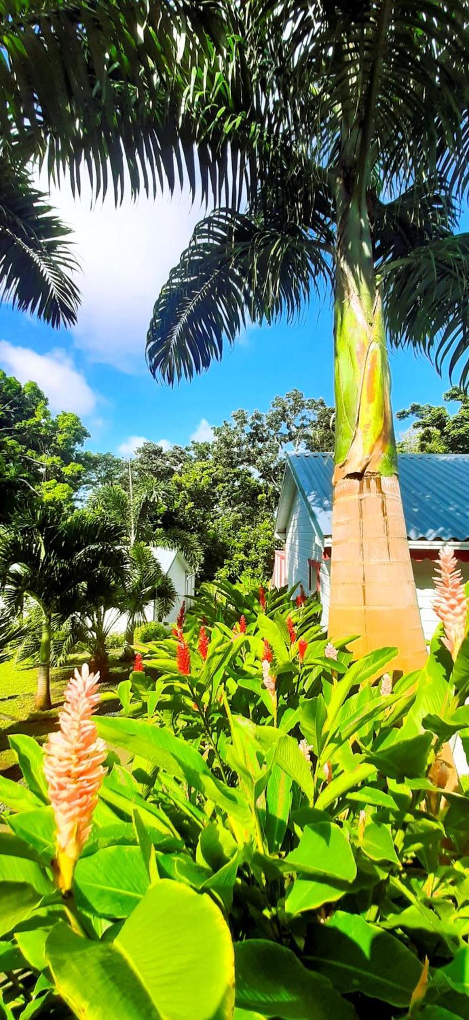 Caraibes Cottage Grenat Piscine Privee 900M De Grande Anse Deshaies Exterior photo