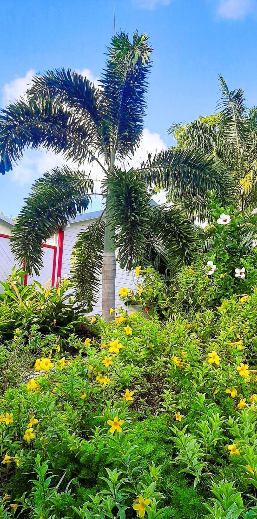 Caraibes Cottage Grenat Piscine Privee 900M De Grande Anse Deshaies Exterior photo